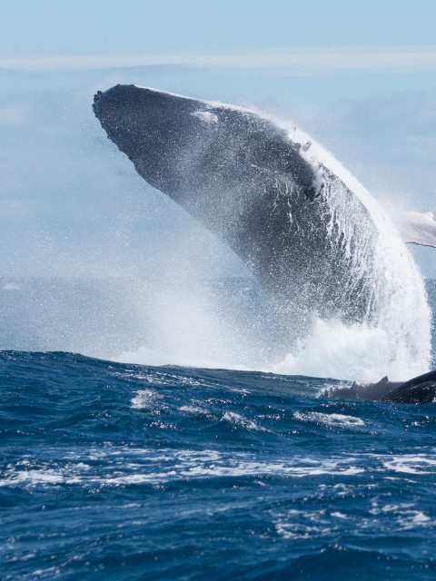 Baleine à bosse avec sa progéniture, effectuant des sauts de dissuasion pour éloigner les mâles
